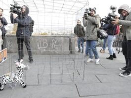 ზებრა ივანიშვილი – გალიაში! აქცია-პერფორმანსი პირველი რესპუბლიკის მოედანზე