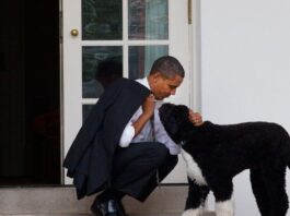 ამერიკის ყოფილ პრეზიდენტ ბარაკ ობამას ძაღლი, ბო მოუკვდა
