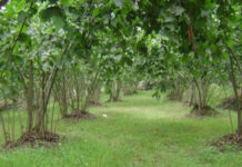 აბაშის რაიონის სოფელ ტყირში, თხილის საკრეფად წასული მამაკაცი გაუჩინარდა