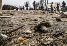 რუსმა ოკუპანტებმა უკვე 324 ბავშვი მოკლეს – უკრაინის პროკურატურა