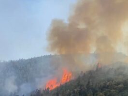 ბორჯომში ტყის მასივი ისევ იწვის