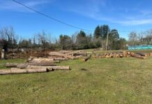 სამეგრელოში დიდი ოდენობით ხე-ტყის უკანონო მოპოვების 2 ფაქტი გამოვლინდა.