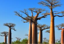 ბაობაბის რვა ხის გახმობას დენდროპარკი ნაცმოძრაობასა და “მის მიერ კონტროლირებად მედიას” აბრალებს