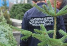 წინასაახალწლო პერიოდში წიწვოვან ხე-მცენარეებთან დაკავშირებით კონტროლი მკაცრდება