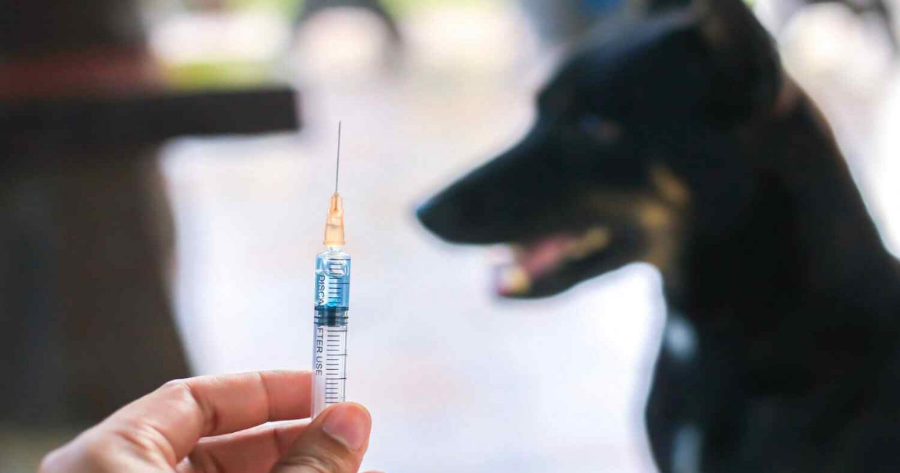 მარტვილში ცოფის შემთხვევა დადასტურდა – სოფელში გამოცხადდა კარანტინი