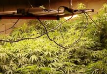 სამმა პირმა 1.137 ძირი კანაფიდან 143 კგ ნარკოტიკი მოიყვანა – სამივეს უვადო პატიმრობა ემუქრება