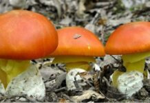 კახეთში ცოლ-ქმარი სოკოთი მოიწამლა, კაცის გადარჩენა ვერ მოხერხდა