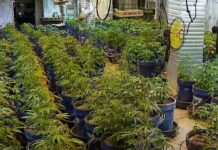 მიწისქვეშ მოწყობილი სათბურიდან ამოღებულია 283 ძირი კანაფი – შსს-მ 1 პირი დააკავა