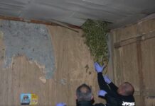 სამეგრელოს პოლიციამ განსაკუთრებით დიდი ოდენობით ნარკოტიკი ამოიღო