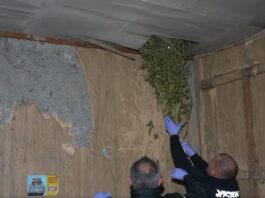 სამეგრელოს პოლიციამ განსაკუთრებით დიდი ოდენობით ნარკოტიკი ამოიღო