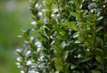 ბზის მოჭრაზე კონტროლი მკაცრდება