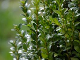 ბზის მოჭრაზე კონტროლი მკაცრდება