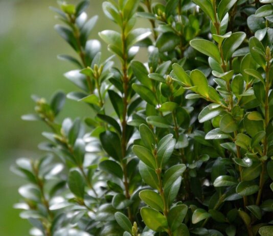 ბზის მოჭრაზე კონტროლი მკაცრდება