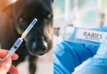 ცოფის შემთხვევის გამოვლენის გამო, წალკაში კარანტინი გამოცხადდა