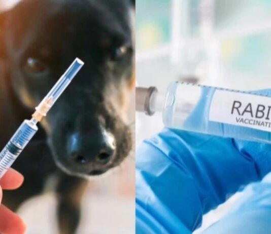 ცოფის შემთხვევის გამოვლენის გამო, წალკაში კარანტინი გამოცხადდა