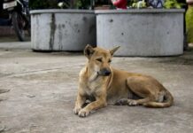 ცხოველთადამცველები სტერილიზაციისთვის წაყვანილი ცხოველების პირვანდელ ტერიტორიაზე დაბრუნებას ითხოვენ